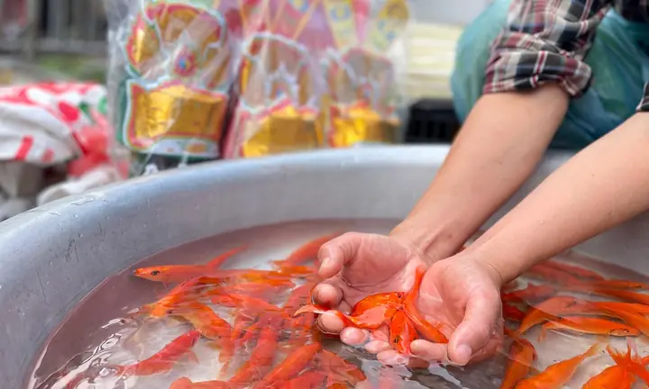 Ý Nghĩa Và Cách Chuẩn Bị Cá Chép Vàng Cúng Ông Táo Trọn Vẹn