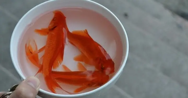 Ý Nghĩa Và Cách Chuẩn Bị Cá Chép Vàng Cúng Ông Táo Trọn Vẹn