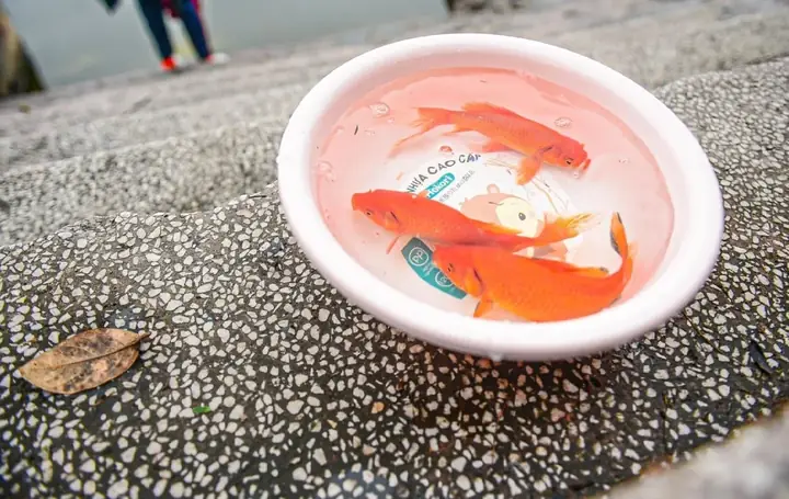 Cúng Ông Táo Không Có Cá Chép Được Không?