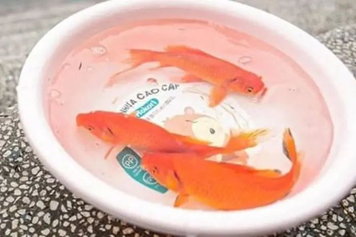 Cúng Ông Công Ông Táo Không Có Cá Chép Được Không? - Chuyên ...