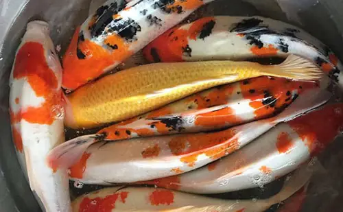 Nhà Giàu Mua Chép Koi Nhật Cúng Ông Công Ông Táo