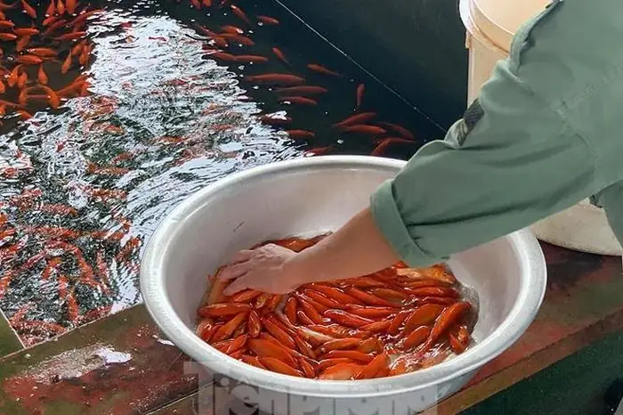 Sai Lầm Khi Dùng Cá Koi Nhật Bản Cúng Ông Công Ông Táo Thay Cá ...