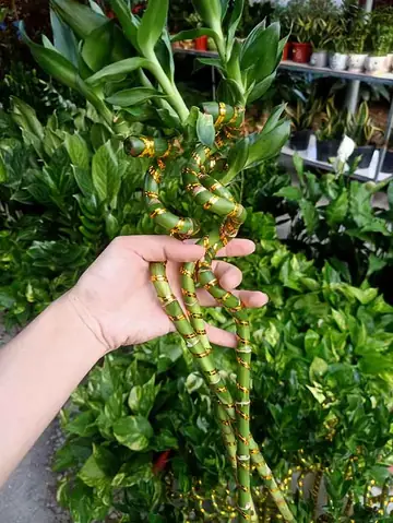 Cây Thần Tài Xoắn - Cây Cảnh Tam Kỳ - Phương Đông Garden