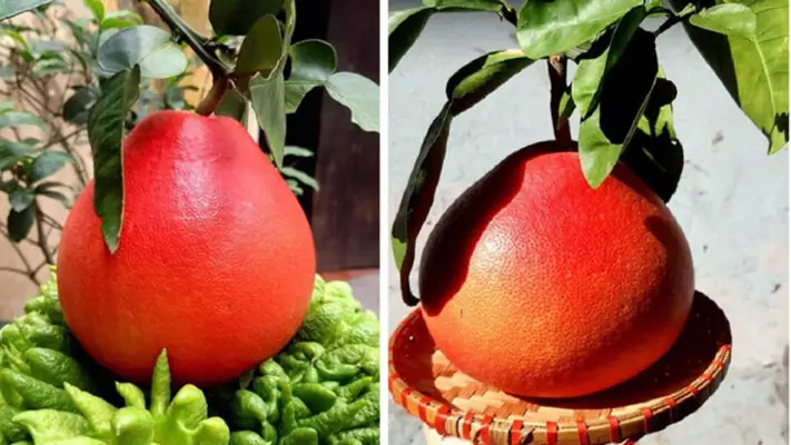 Cách Bày Hoa Quả Cúng Ngày Tết Chuẩn Phong Tục Ba Miền Bắc, Trung, Nam