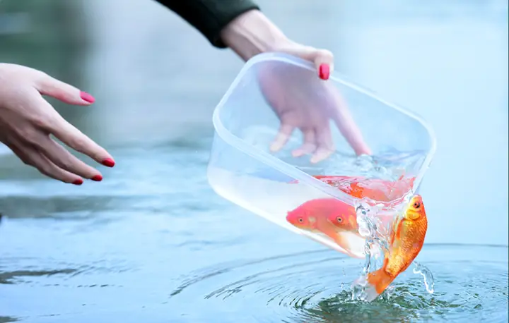 Có Cần Thả Cá Chép Vào Ngày Cúng Ông Công Ông Táo Không?