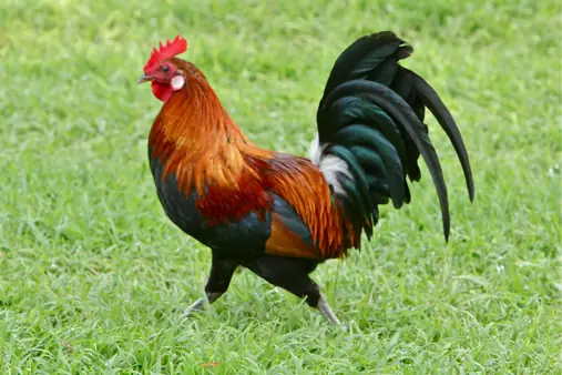 Mâm Cỗ Giao Thừa: Ý Nghĩa Linh Thiêng Và Hướng Dẫn Cách Buộc Gà Cánh Tiên Đẹp Mắt