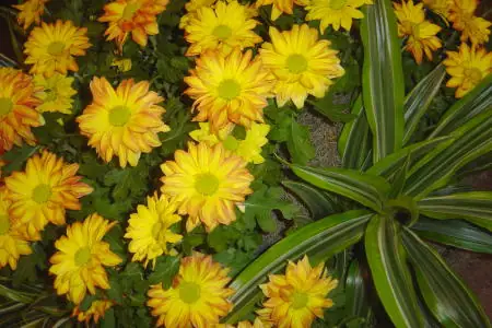 Cô-rinh-tô 8:1-12:11 / Btt / Kinh Thánh