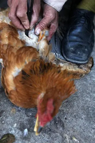 Cách Cúng Gà Trống