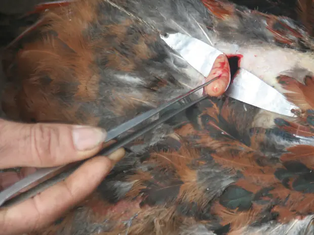 Cách Cúng Gà Trống