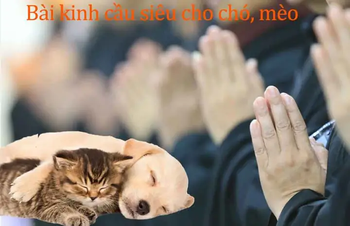 Làm Sao Để Con Vật Đã Chết Được Siêu Thoát? Chó Hoặc Mèo