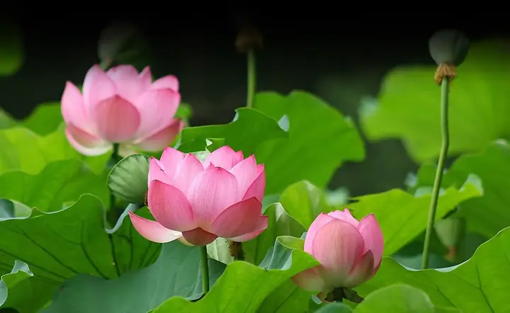 Hóa Giải Nghiệp Báo| Giác Ngộ Online