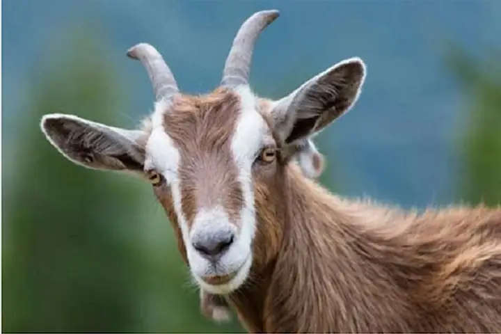 Cúng Thái Tuế 2026: Cẩm Nang Chi Tiết Từ A Đến Z Cho Người Phạm Hạn