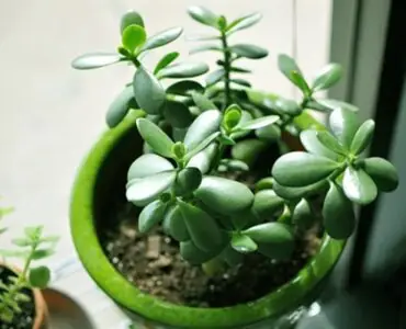 Cách Xua Đuổi Tà Ma Đơn Giản Mà Hiệu Quả Không Nên Bỏ Qua ...