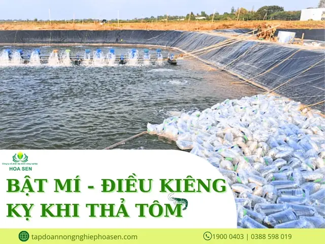 Cẩm Nang Lễ Cúng Vuông Tôm: Ý Nghĩa, Lễ Vật Và Bài Khấn Chi Tiết