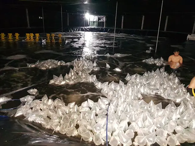 Cẩm Nang Lễ Cúng Vuông Tôm: Ý Nghĩa, Lễ Vật Và Bài Khấn Chi Tiết