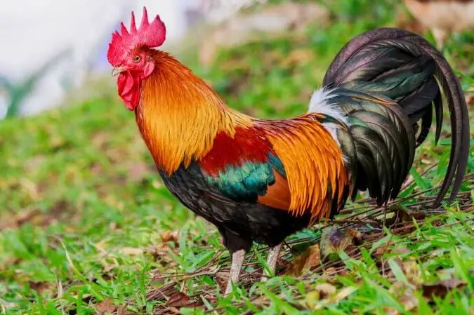 Cách Luộc Chân Gà Cúng Vàng Ươm, Giữ Được Móng Khít, Mang Ý Nghĩa May Mắn