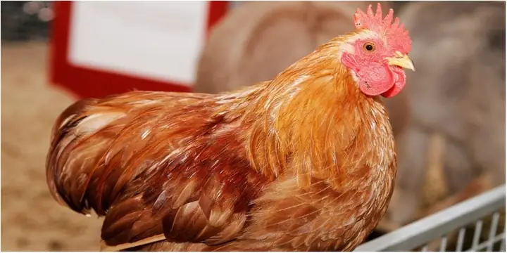 Cách Luộc Gà Cúng Đêm Giao Thừa Chuẩn Đẹp, Da Vàng Óng, Dáng Đứng Uy Nghiêm