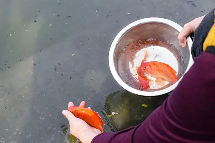 Cẩm Nang Chi Tiết Về Cách Thức Cúng Ông Táo Về Trời Chuẩn Phong Tục Việt