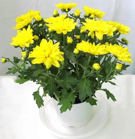 Hoa Tươi Là Món Đồ Không Thể Thiếu Trên Bàn Thờ Người Việt. Nhưng Loại Hoa Nào Nên Và Không Nên Dâng Cúng Trên Bàn Thờ Thì Không Phải Ai Cũng Biết.