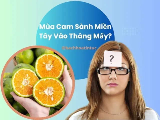 Mùa Cam Sành Miền Tây Vào Tháng Mấy? Mẹo Chọn Cam Sành Ngon