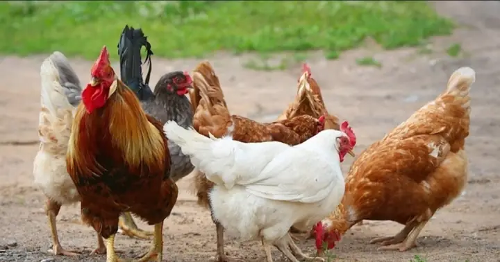 Cắt Tiết Gà Cúng: Quy Trình Chuẩn Tâm Linh Và Bí Quyết Để Thịt Gà Ngon, Không Bị Đen