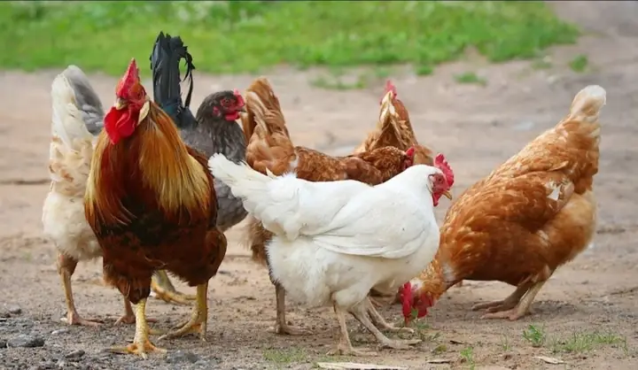 Cắt Tiết Gà Cúng: Quy Trình Chuẩn Tâm Linh Và Bí Quyết Để Thịt Gà Ngon, Không Bị Đen