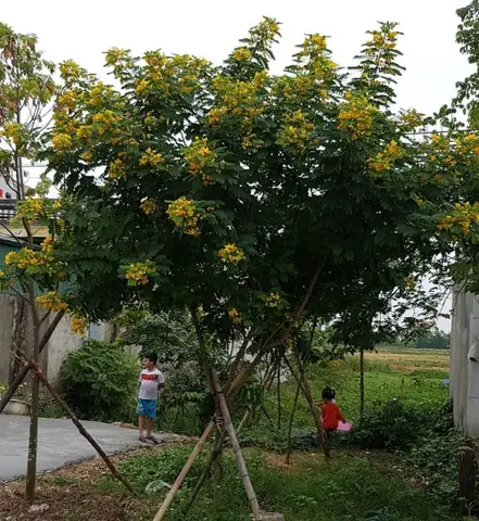 Cây Điệp Cúng Có Tác Dụng Gì? Giải Mã Ý Nghĩa Tâm Linh Và Phong Thủy Sâu Sắc