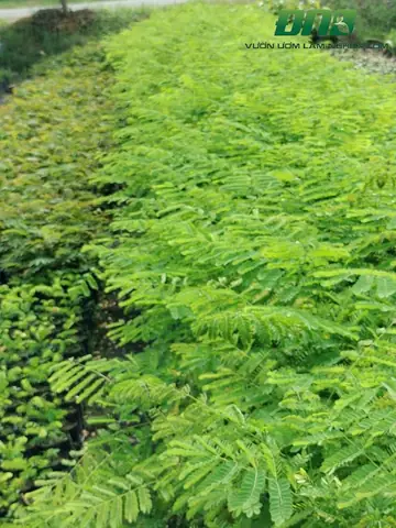 Cây Điệp Cúng - Cây Giống Đông Nam Bộ