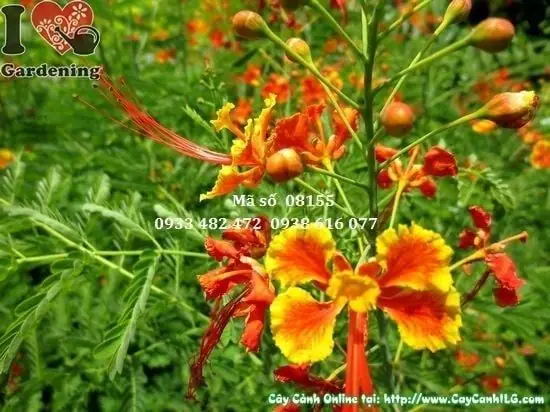 Review Top 5 Cây Hoa Điệp Cúng: Phân Tích Chi Tiết Chất Lượng & Giá Trị Tâm Linh