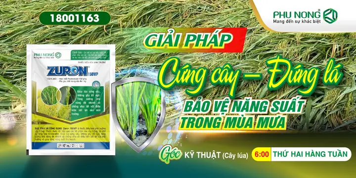 Giải Pháp Cứng Cây – Đứng Lá, Bảo Vệ Năng Suất Trong Mùa Mưa ...