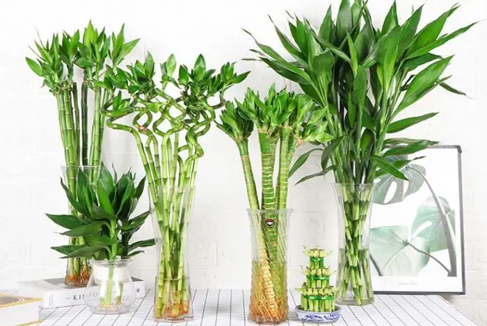 Đặt Cây Phát Tài Phát Lộc Trên Bàn Thờ Nên Để Mấy Cây?