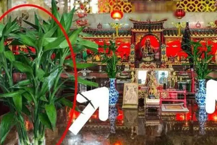 Cây Phát Tài Phát Lộc Đặt Lên Bàn Thờ Rất Tốt, Nhưng Chính Xác Cần ...