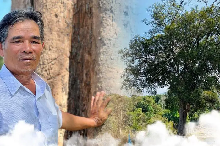 Còn Đâu Bóng Cây Kơ Nia Huyền Thoại - Báo Vtc News