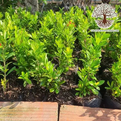 Cây Bông Trang - Nguồn Cung Cấp Uy Tín Số 1 Việt Nam