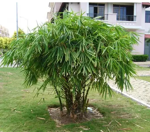 Những Điều Thú Vị Về Cây Trúc Phật Bà