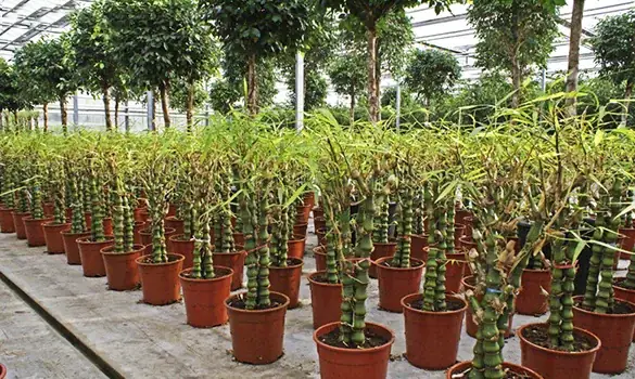 Nhưng Lưu Ý Khi Trồng Cây Trúc Phật Bà