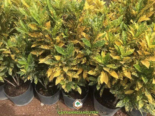 Cây Vàng Bạc – Công Ty Cổ Phần Cây Xanh Gia Nguyễn