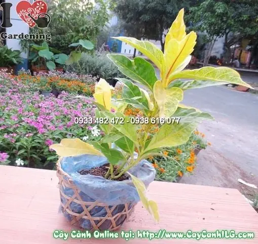 Cây Vàng Bạc (cao 25cm – Ms:11984) – Vườn Ươm Cây Hoa Cảnh Ilg