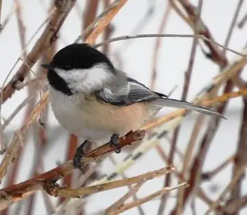 Ca Ngợi Loài Chim Sẻ Mũ Đen, By Bill Sherwonit | Dailygood