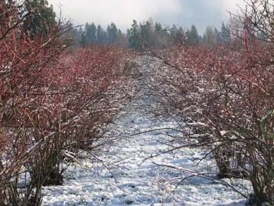 Gióp 38-40 / Btt / Kinh Thánh