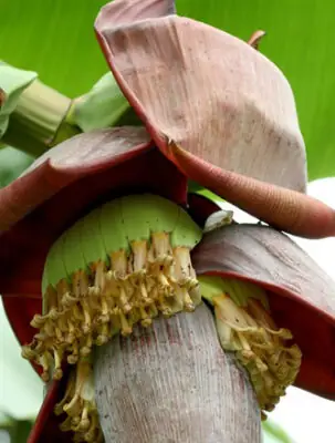 Bắp Chuối Bàn Tay Phật