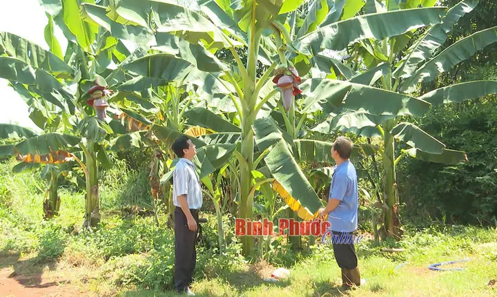 Nâng Cao Thu Nhập Từ Giống Chuối Lạ - Binh Phuoc, Tin Tuc Binh ...