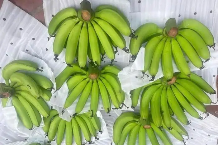 300.000 Đồng/nải Chuối Xanh Dịp Tết, Bà Nội Trợ 'ngao Ngán' - Báo ...