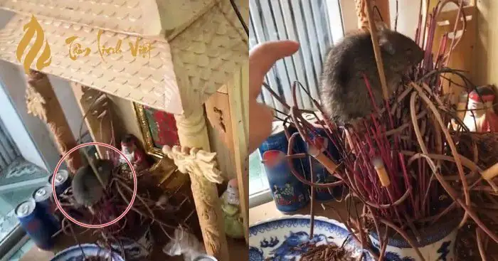 Chuột Phá Bàn Thờ Ông Địa: Xử Lý Thế Nào Để Tránh Điềm Xui Rủi ...