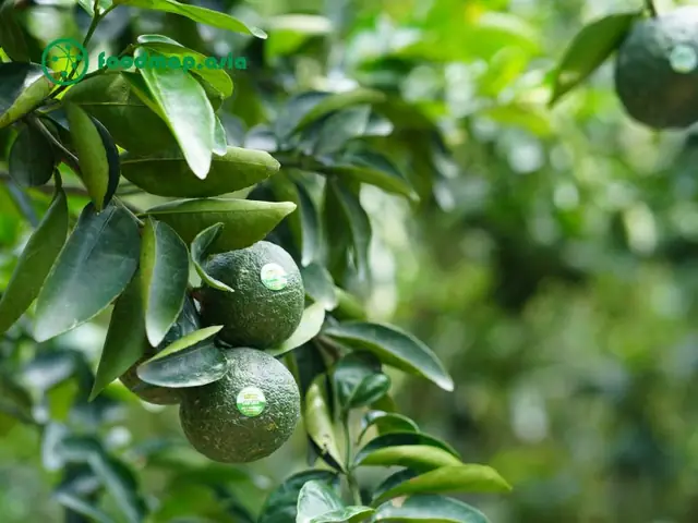 Có Nên Cúng Cam Không? Cẩm Nang Chọn Trái Cây Dâng Bàn Thờ Chuẩn Tâm Linh