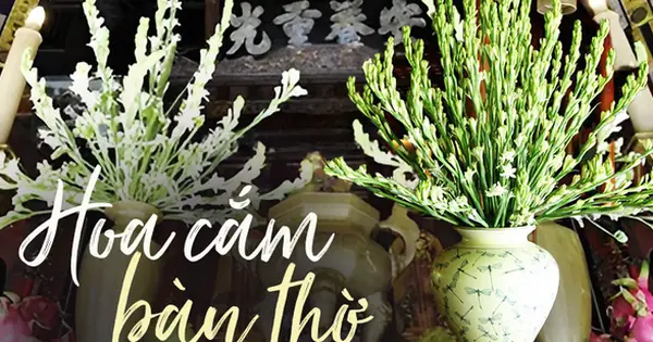 Ý Nghĩa Đặc Biệt Của Hoa Huệ Trắng Khi Cắm Trên Bàn Thờ Không Phải ...