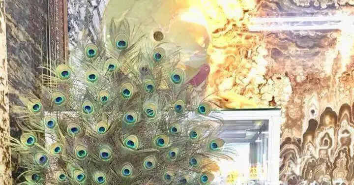 Hướng Dẫn Trưng Lông Công Để Bàn Thờ Đúng Cách | Địa Lý Lạc Việt