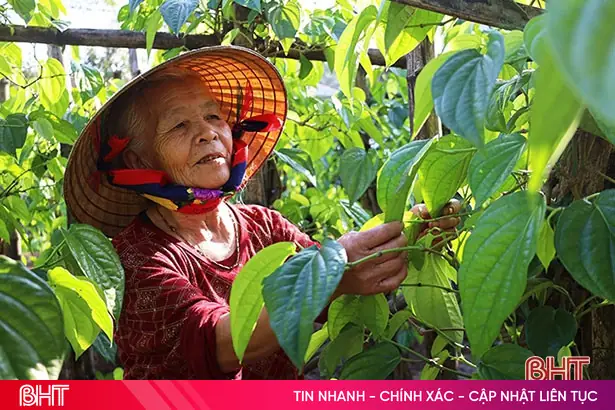 Trầu, Cau Ngày Tết