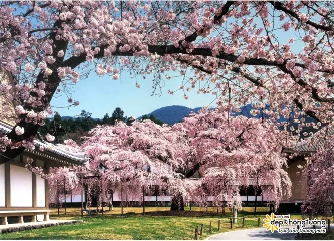 Ý Nghĩa Cúng Dường Hoa Trong Phật Giáo: 5 Điều Ít Ai Biết