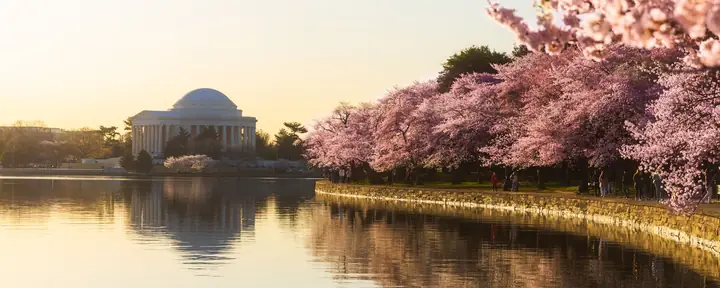Hướng Dẫn Về Lễ Hội Hoa Anh Đào Quốc Gia Ở Washington, Dc